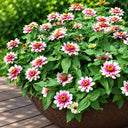 W1343 Zahara Starlight Rose Zinnia, 100 Seeds