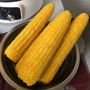 Golden Queen Waxy Corn Seeds, 20g