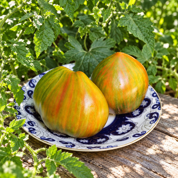 264 Bogatyr Ilyusha Tomato, 5 Seeds