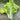 'Jiemei Golden Sweet' Bok Choy Seeds, 20g