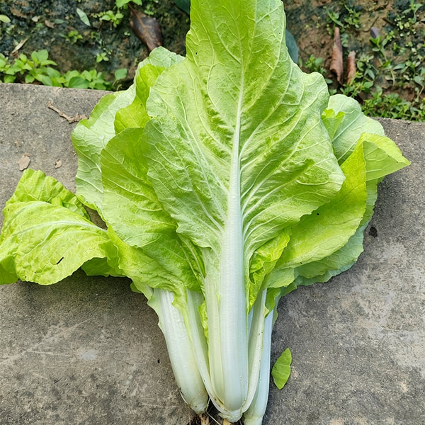 'Jiemei Golden Sweet' Bok Choy Seeds, 20g