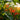 U2227 Finger Ornamental Pepper, 100 Seeds