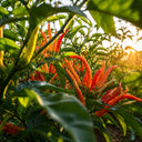 U2227 Finger Ornamental Pepper, 100 Seeds