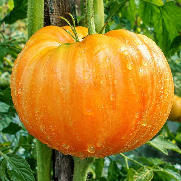 49 Orange Jazz Tomato, 5 Seeds