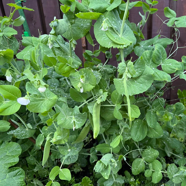 White Flower Double Pod Snow Pea, 50 Seeds