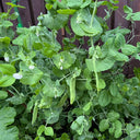 White Flower Double Pod Snow Pea, 50 Seeds