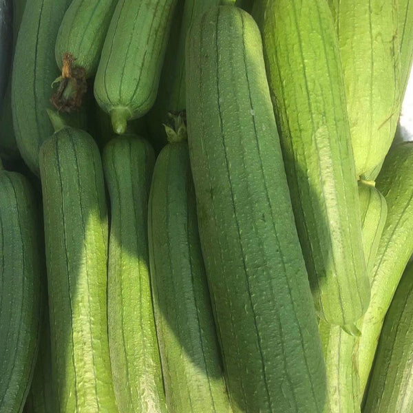 Yushuai Smooth Luffa, 10 Seeds