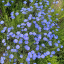 Blue Flax Seeds, 20 Grams ≈ 6000 Seeds