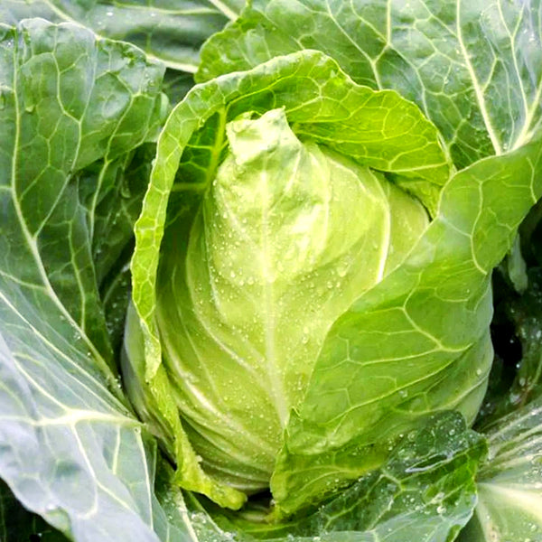 Oxheart Cabbage Seeds, 100 Seeds