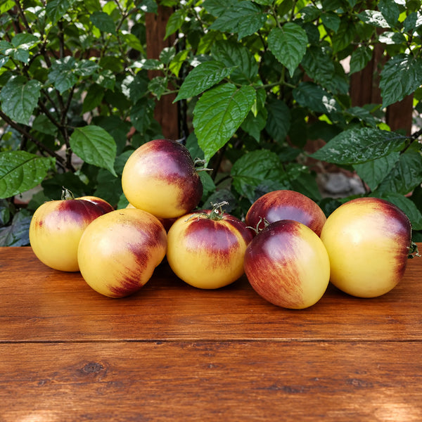 336 Great White Purple Tomato, 5 Seeds