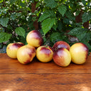 336 Great White Purple Tomato, 5 Seeds