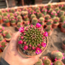 Mammillaria spinosissima, 4-5cm