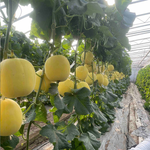 Pale Yellow Crispy Melon Seeds, ~100 Seeds