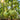 578 Abakansky Pink Tomato, 5 Seeds