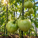 578 Abakansky Pink Tomato, 5 Seeds