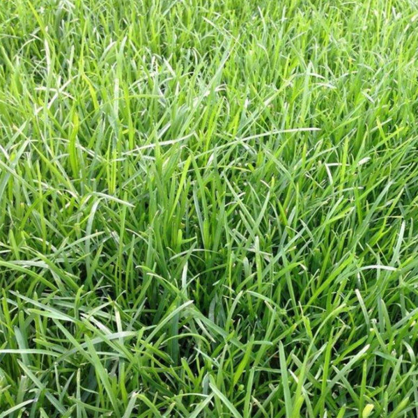 Poa pratensis 'Fargo BT' Seeds, 200g