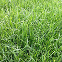 Poa pratensis 'Fargo BT' Seeds, 200g