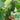 'Hemei 198' Mini Cucumber, 50 Seeds