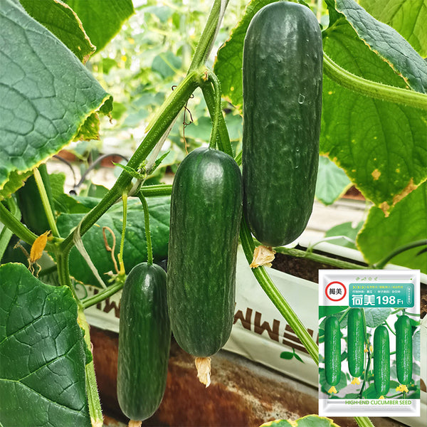 'Hemei 198' Mini Cucumber, 50 Seeds