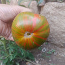 Siegel's Dark Striped Tomato, 20 Seeds