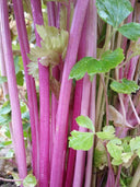 Pink Celery