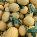 'Golden No.3' Watermelon Hybrid, 10 Seeds