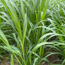 Sudangrass Seeds, 20 Grams ≈ 1300 ~ 1500 Seeds