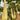 Giant Kan Gua Squash, 10 Seeds