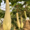 Giant Kan Gua Squash, 10 Seeds