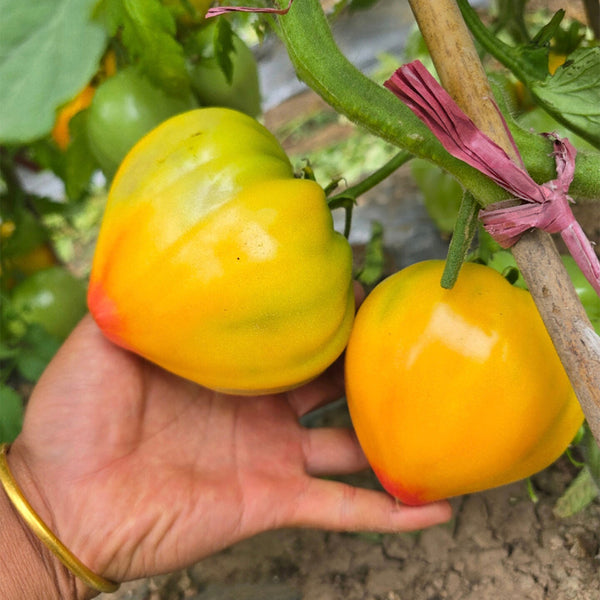 Fairy Rainbow Tomato, 5 Seeds
