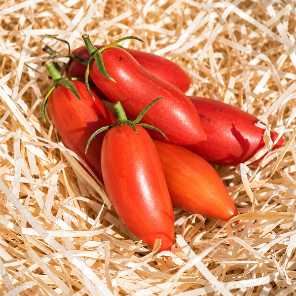 523 Sweet Casady Tomato, 5 Seeds