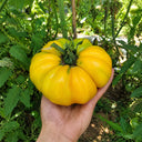18 Marcy's Mystery Tomato, 5 Seeds
