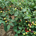 Pearl Multicolored Pepper Seeds, 100 Seeds