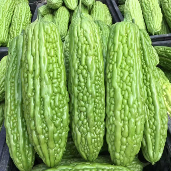 'Jiemei No.6' Bitter Gourd, 10 Seeds