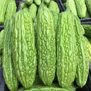 'Jiemei No.6' Bitter Gourd, 10 Seeds