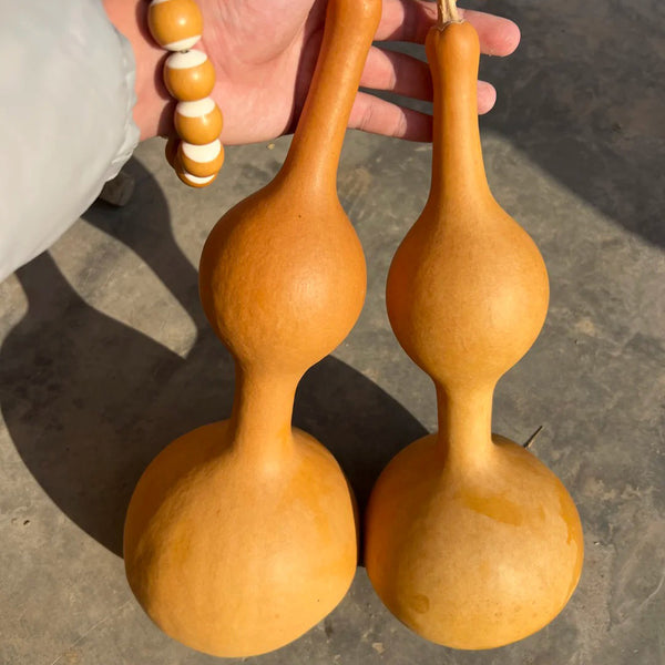 Da San Ting Gourd, 5 Seeds