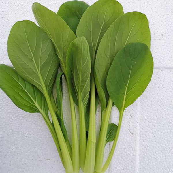 Jiamei Komatsuna Seeds, 10g