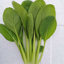 Jiamei Komatsuna Seeds, 10g