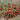 634 Stormin' Norman Multiflora Tomato, 5 Seeds