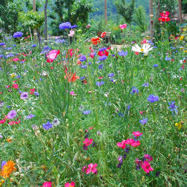 Wildflower Mix, 1000 Seeds