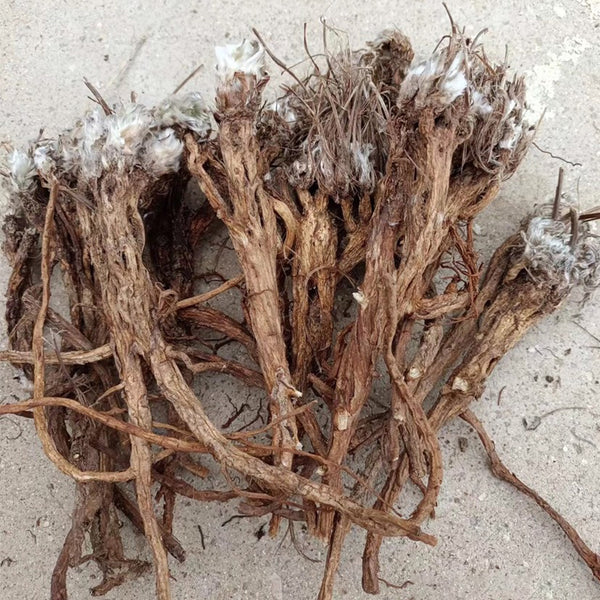 Pulsatilla chinensis Seeds, 20 Seeds
