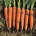 'Zhongyu 1870 F1' Carrot Seeds, 5g