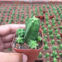 Echinocereus pentalophus cv 'Momotaro', 4-5cm