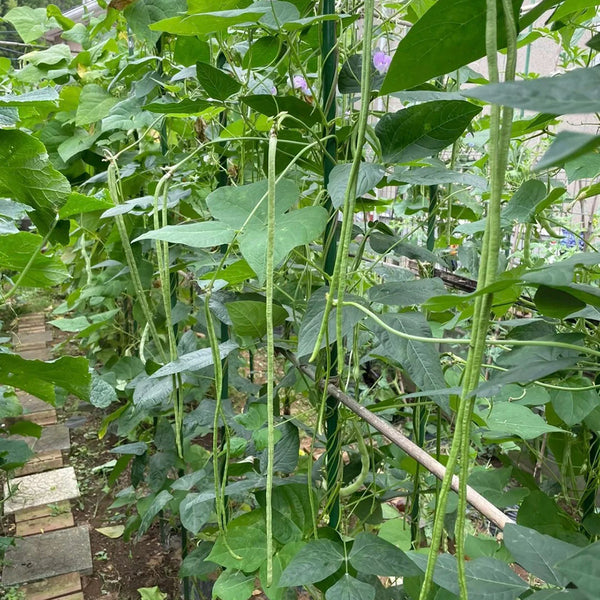 Heimei No. 1 Cowpea, 2 x (10 grams ≈ 70~80 seeds)