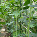 Heimei No. 1 Cowpea, 2 x (10 grams ≈ 70~80 seeds)