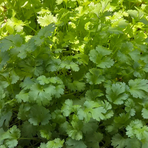 Yunxiang 369 Coriander Seeds, 50g