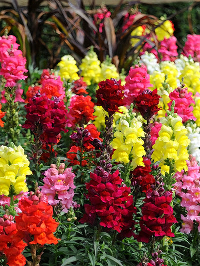 Snapdragon