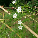 White Cypress Vine, 100 Seeds