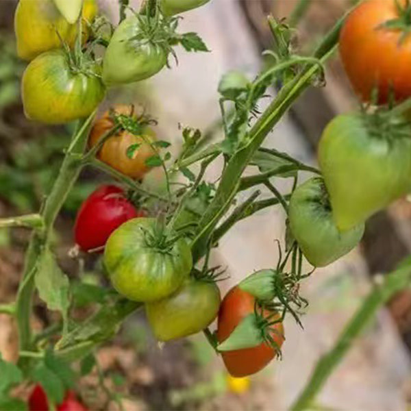 909 Wolford Wonder Tomato, 5 Seeds