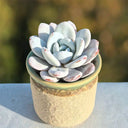 Echeveria laui, 50 Seeds